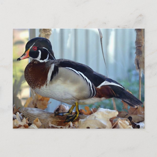 Wood Duck (Mississippi) Postcard (Front)