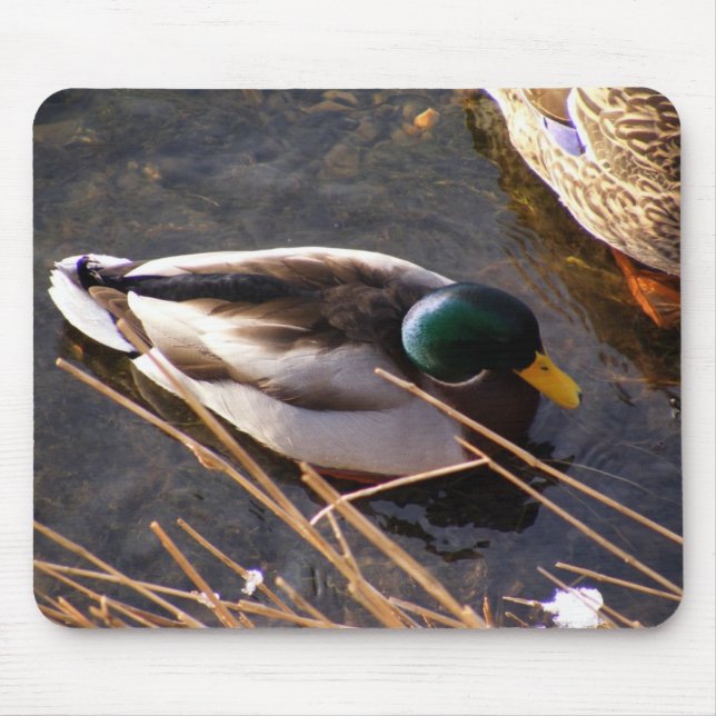 Wood Duck Mouse Pad (Front)