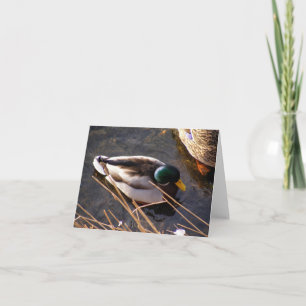 Wood Duck Note Card