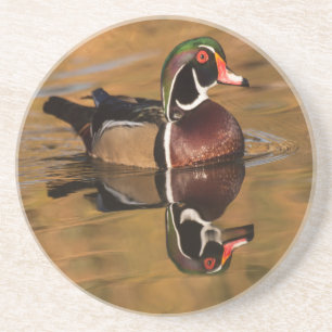 Wood Duck on Golden Lake Coaster