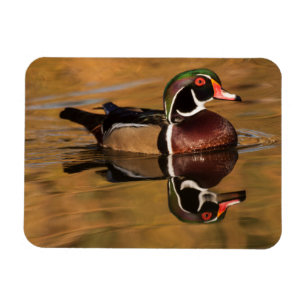 Wood Duck on Golden Lake Magnet