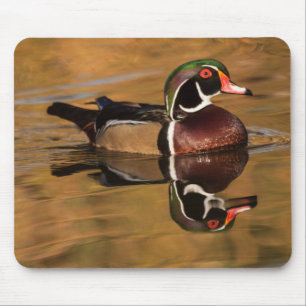 Wood duck on Golden lake Mouse Mat