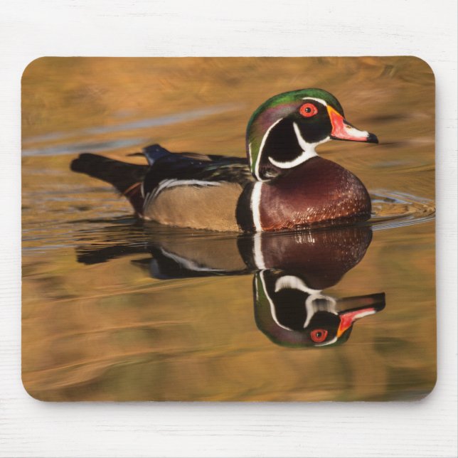 Wood duck on Golden lake Mouse Mat (Front)