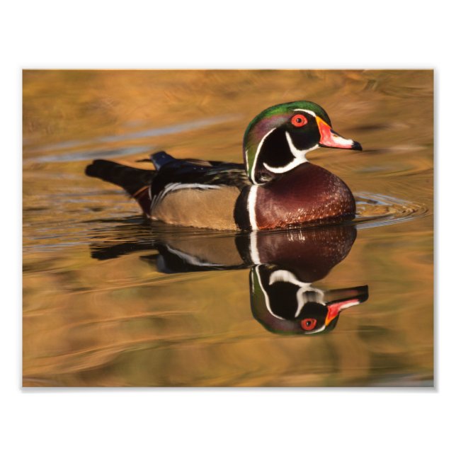 Wood duck on Golden lake Photo Print (Front)