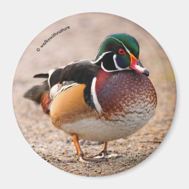 Wood Duck on Gravel Magnet (Front)