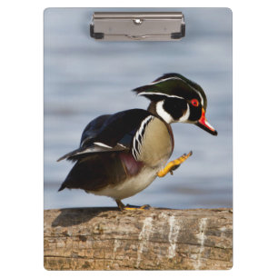 Wood Duck on log in wetland Clipboard
