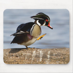 Wood Duck on log in wetland Mouse Mat