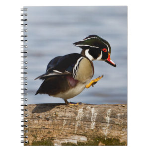 Wood Duck on log in wetland Notebook
