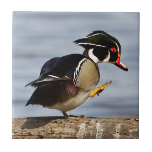 Wood Duck on log in wetland Tile