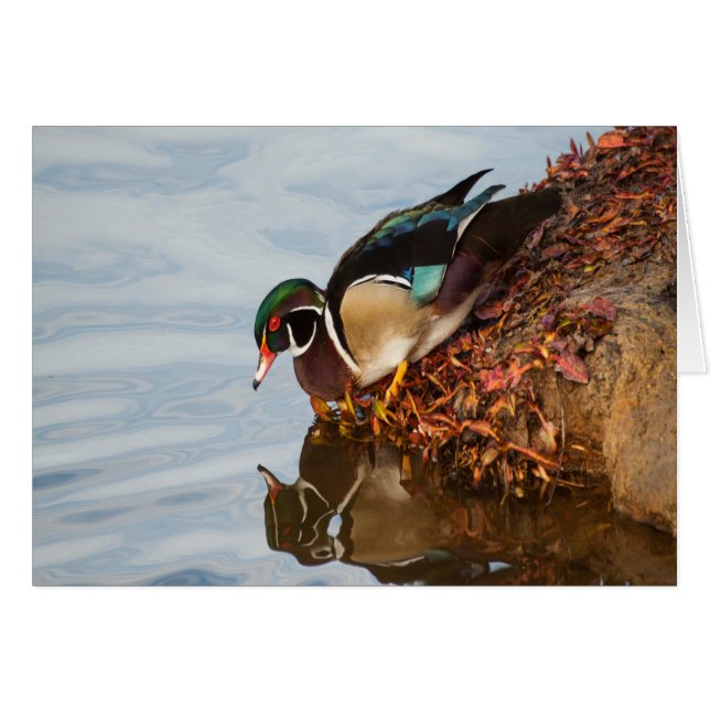 Wood duck on the shore (Front Horizontal)