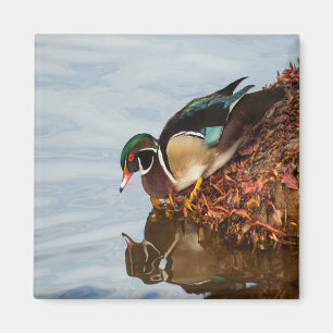 Wood duck on the shore magnet