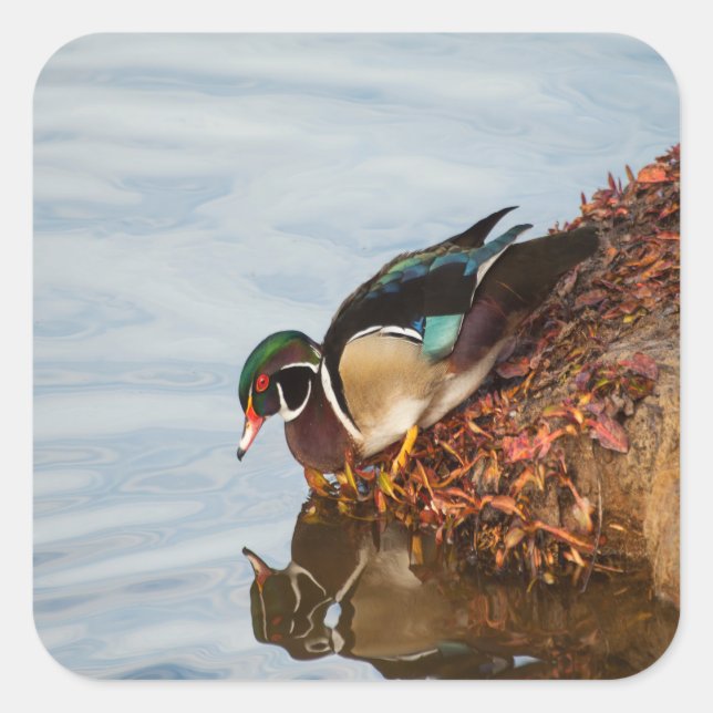 Wood duck on the shore square sticker (Front)
