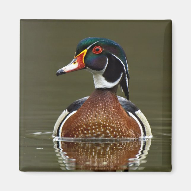 Wood Duck on Water Magnet (Front)