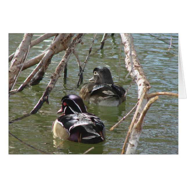 Wood Duck Pair (Front Horizontal)