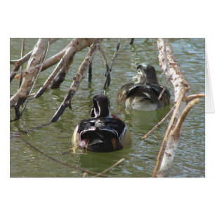 Wood Duck Pair