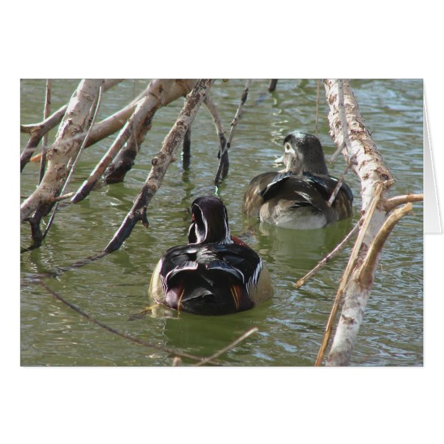 Wood Duck Pair (Front Horizontal)