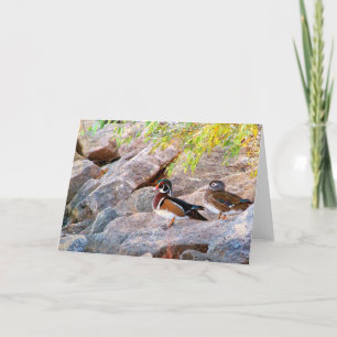 Wood Duck Pair All Occassions Card