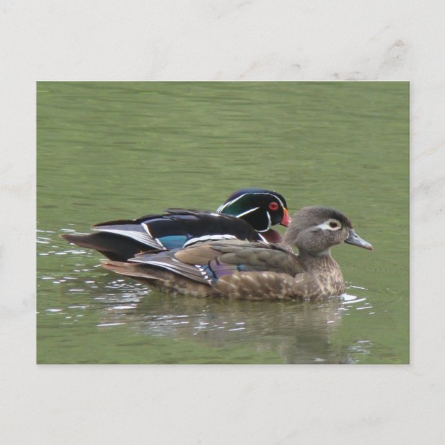 Wood Duck pair Postcard (Front)