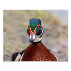 Wood Duck Photo Print