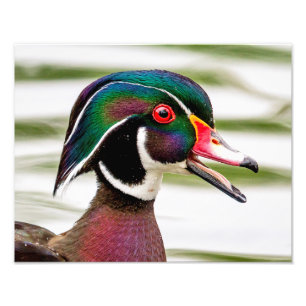 Wood Duck Photo Print