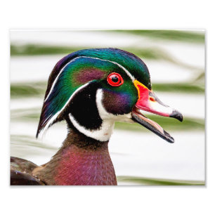 Wood Duck Photo Print