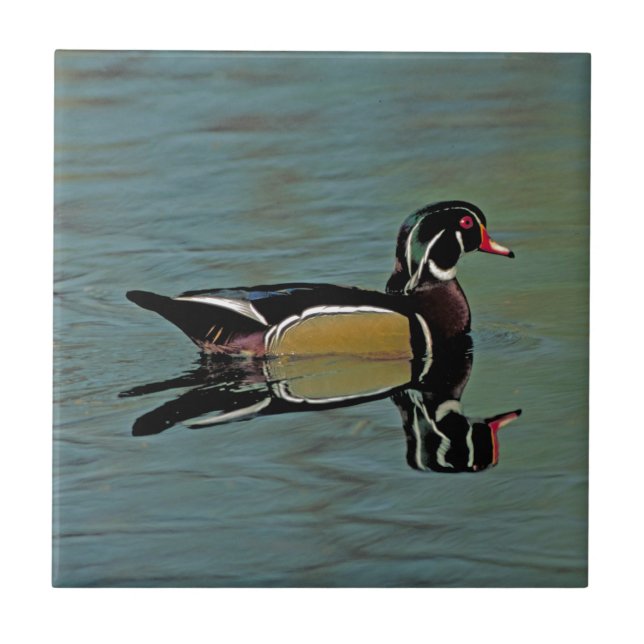 Wood Duck Photo Tile (Front)