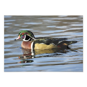 Wood Duck Photograph Print