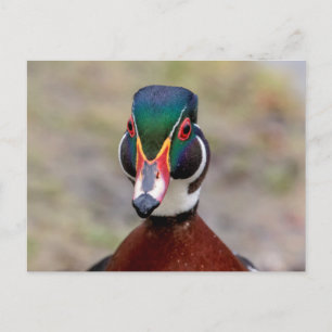 Wood Duck Postcard