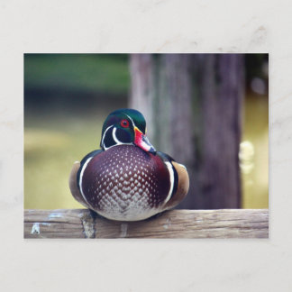 Wood Duck Postcard