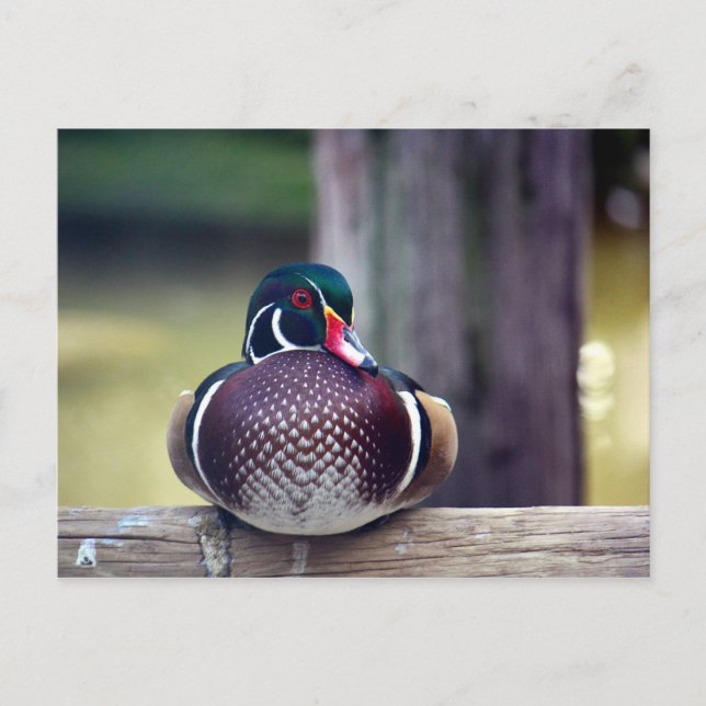 Wood Duck Postcard (Front)