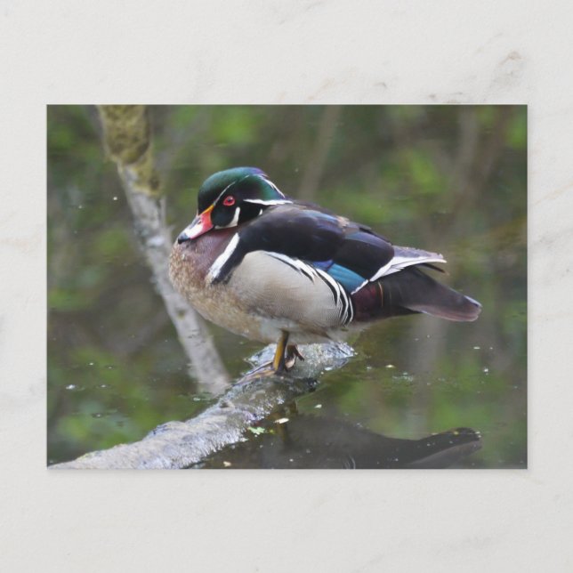 Wood Duck Postcard (Front)