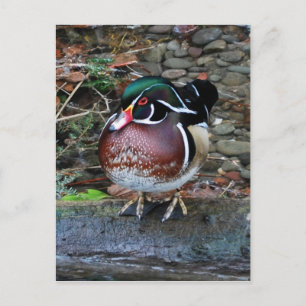 Wood Duck Postcard