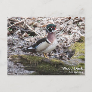 Wood Duck Postcard