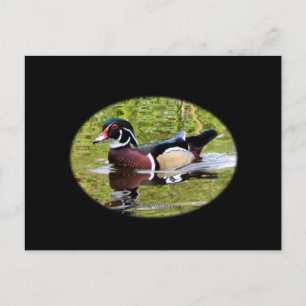 Wood Duck Postcard