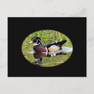 Wood Duck Postcard