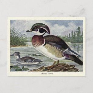 wood duck postcard