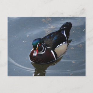 wood duck postcard