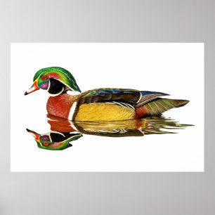 Wood Duck Poster