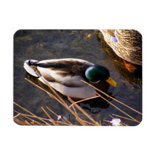 Wood Duck Premium Magnet