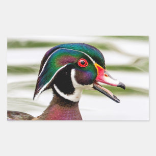 Wood Duck Rectangular Sticker