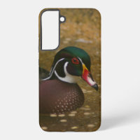 Wood Duck