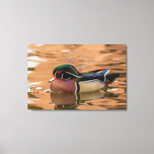 Wood duck swimming in water canvas print