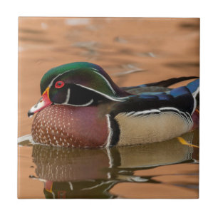 Wood duck swimming in water tile