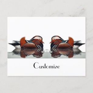 Wood Duck Thunder_Cove Postcard
