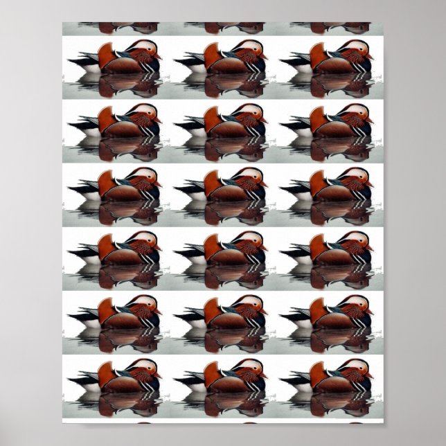 Wood Duck Thunder_Cove  Poster (Front)