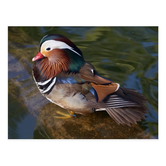 wood-duck-with-an-ankle-braclet postcard