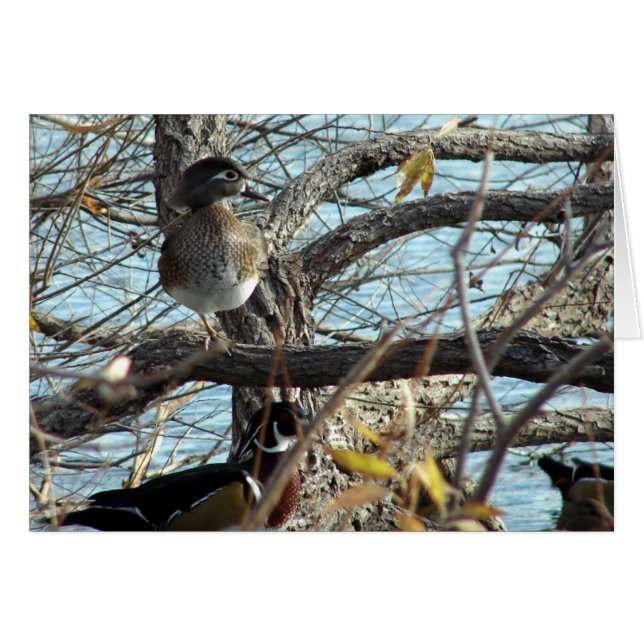 Wood Ducks (Front Horizontal)