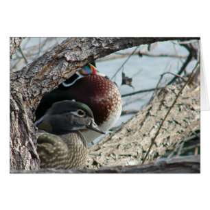 Wood Ducks  all occasions greeting card