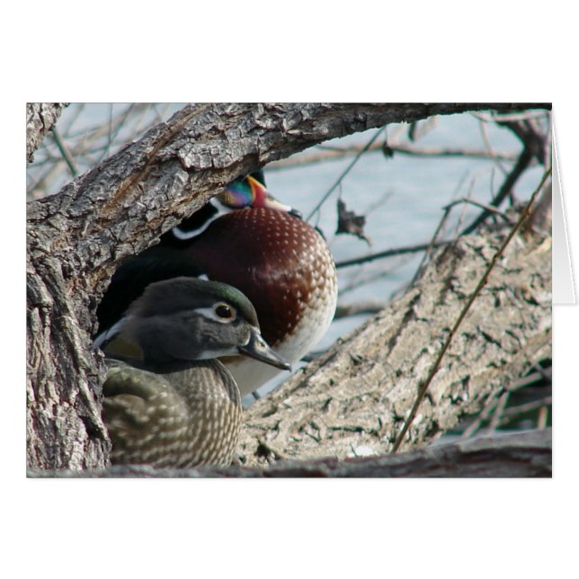 Wood Ducks  all occasions greeting card (Front Horizontal)