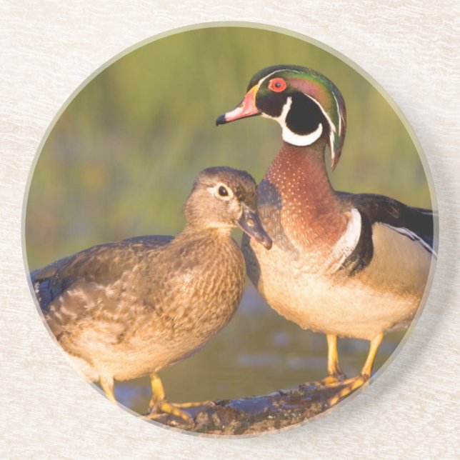 Wood Ducks and female on log in wetland Coaster (Front)